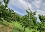 Satılır 100 sot torpaq Quba