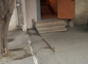 İcarəyə verilir 2 otaqlı 30 m2 köhnə tikili 7 mkr