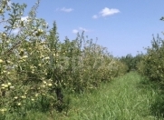 Satılır 100 sot torpaq Quba