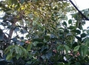 Satılır 6 sot torpaq Azadlıq prospekti m.