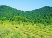 Satılır 100 sot torpaq Qəbələ