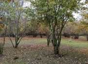 Satılır 33 sot torpaq Qəbələ