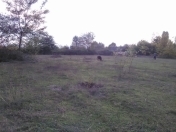 Satılır 60 sot torpaq Qəbələ