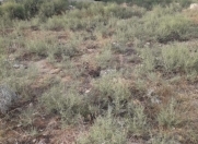 Satılır 3 sot torpaq Buzovna