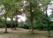 Satılır 46 sot torpaq Qəbələ