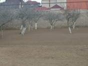 Satılır 8.25 sot torpaq Buzovna