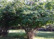 Satılır 16 sot torpaq Qəbələ