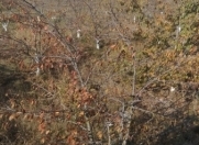 Satılır 100 sot torpaq Xaçmaz