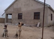 Satılır 3 otaqlı 100 m2 bağ evi Pirşağı