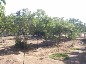 Satılır 5 otaqlı 250 m2 bağ evi Albalı