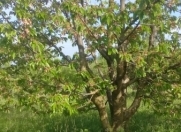 Satılır 20 sot torpaq Quba