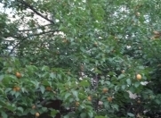 Satılır 180 sot torpaq Biləcəri