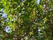 Satılır 4 otaqlı 100 m2 bağ evi Saray