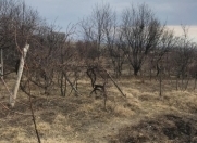 Satılır 10 sot torpaq Naxçıvan