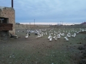 Satılır 2 sot torpaq Hövsan