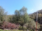 Satılır 17 sot torpaq Qax