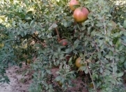 Satılır 6 sot torpaq Sumqayıt