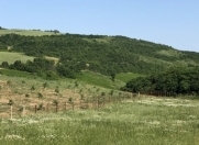 Satılır 850 sot torpaq Şabran