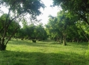 Satılır 26 sot torpaq Göyçay