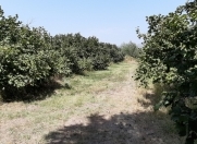 Satılır 400 sot torpaq Oğuz