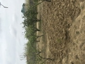 Satılır 12 sot torpaq Sumqayıt