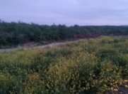 Satılır 4 sot torpaq Qusar