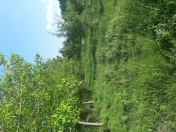 Satılır 30 sot torpaq Göyçay