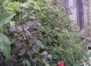 Satılır 2 otaqlı 41 m2 həyət evi Hökməli