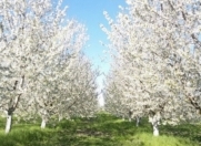 Satılır 54 sot torpaq Xaçmaz