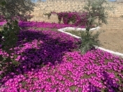 Satılır 2 otaqlı 30 m2 bağ evi Ramana