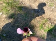 Satılır 274 sot torpaq Siyəzən