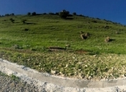 Satılır 12 sot torpaq Şamaxı