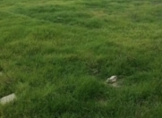 Satılır 6 sot torpaq Şəki