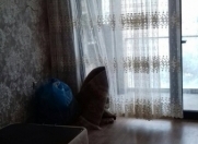 Satılır 1 otaqlı 50 m2 yeni tikili Əhmədli