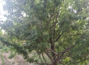 Satılır 5 sot torpaq Sumqayıt