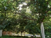 Satılır 8 otaqlı 240 m2 bağ evi Sumqayıt