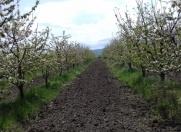 Satılır 120 sot torpaq Quba