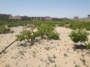 Satılır 30 sot torpaq Mərdəkan