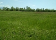 Satılır 76 sot torpaq Qəbələ