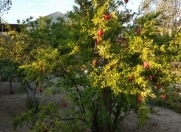 İcarəyə verilir 2 otaqlı 110 m2 bağ evi Novxanı