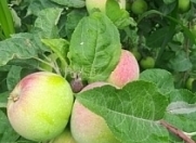 Satılır 200 sot torpaq Xaçmaz