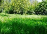 Satılır 10 sot torpaq Qəbələ