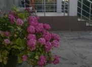 İcarəyə verilir 2 otaqlı 120 m2 bağ evi Pirşağı