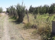 Satılır 16 sot torpaq Quba