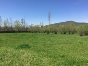 Satılır 30 sot torpaq Qəbələ