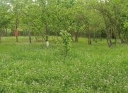 Satılır 320 sot torpaq Quba