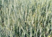 Satılır 20 sot torpaq Xaçmaz