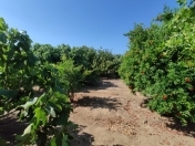 Satılır 7 sot torpaq Novxanı