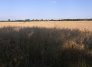 Satılır 82 sot torpaq Oğuz