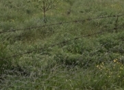 Satılır 200 sot torpaq Qusar